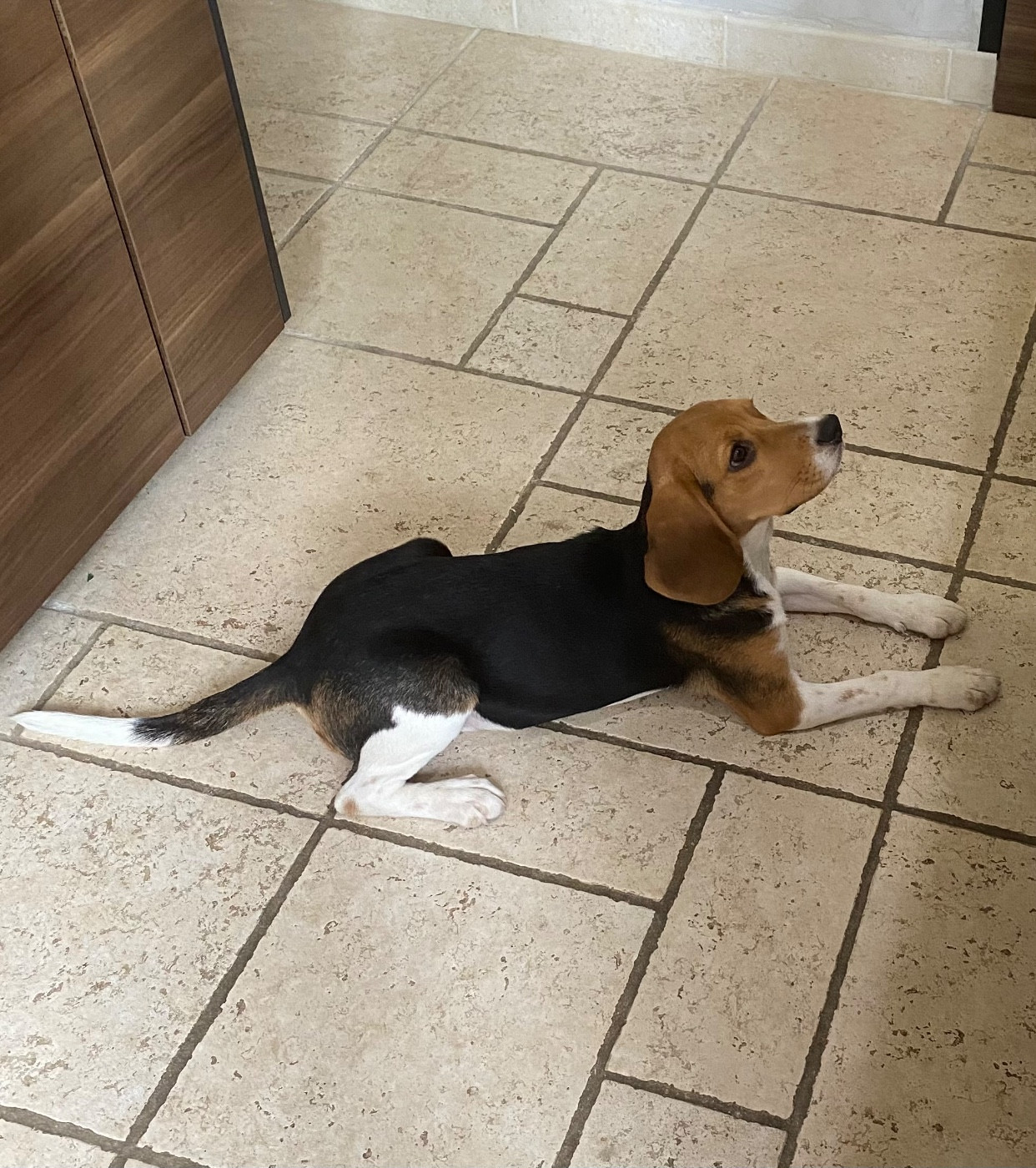 Vipere Des Hauts De Milhac