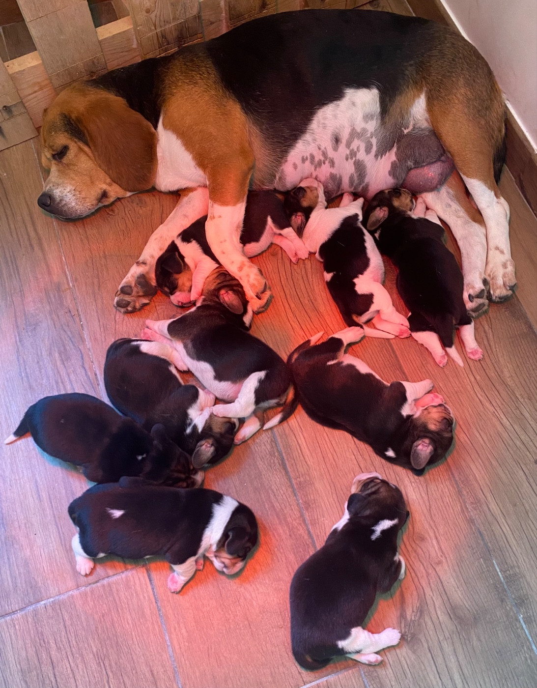 Nouvelle Naissance de 9 chiots . Disponibles pour le 20 juillet 2026