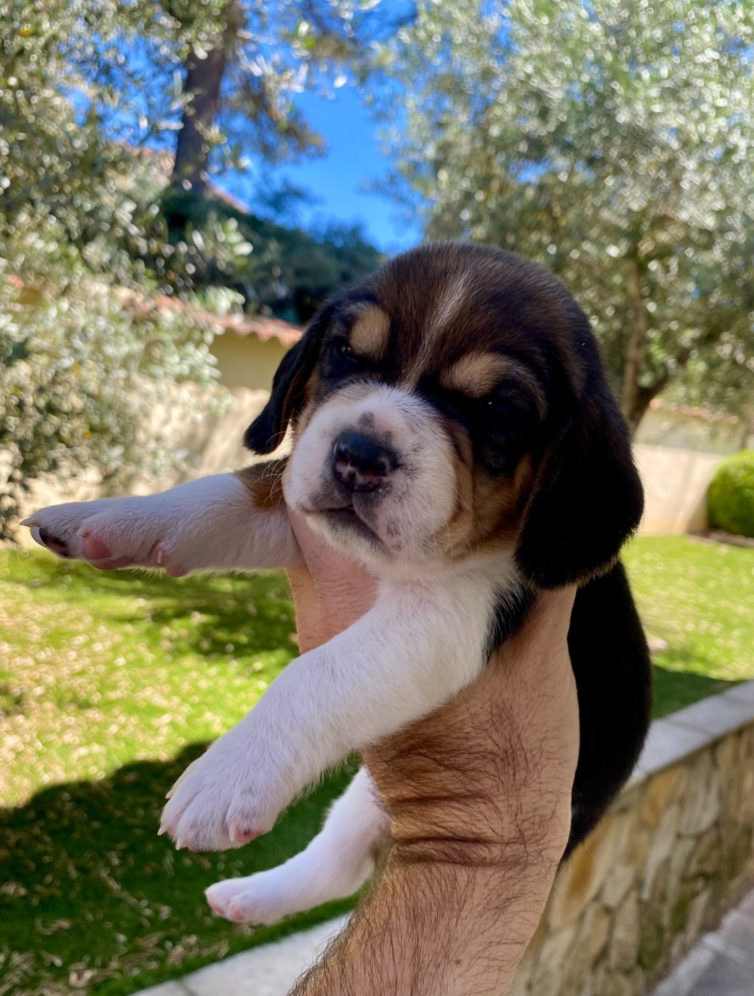 Nouvelle Naissance de 9 chiots . Disponibles pour le 20 juillet 2026