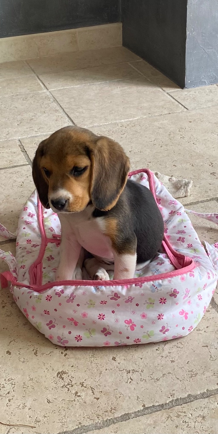 Vipère des hauts de milhac