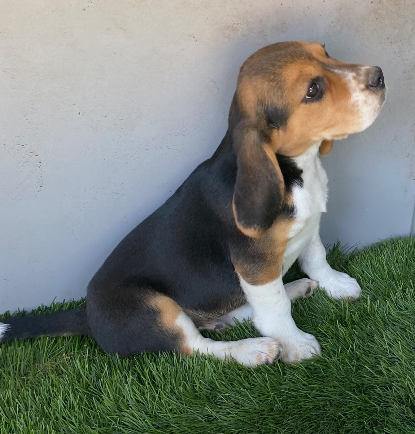 CH. Terreur des hauts de Milhac