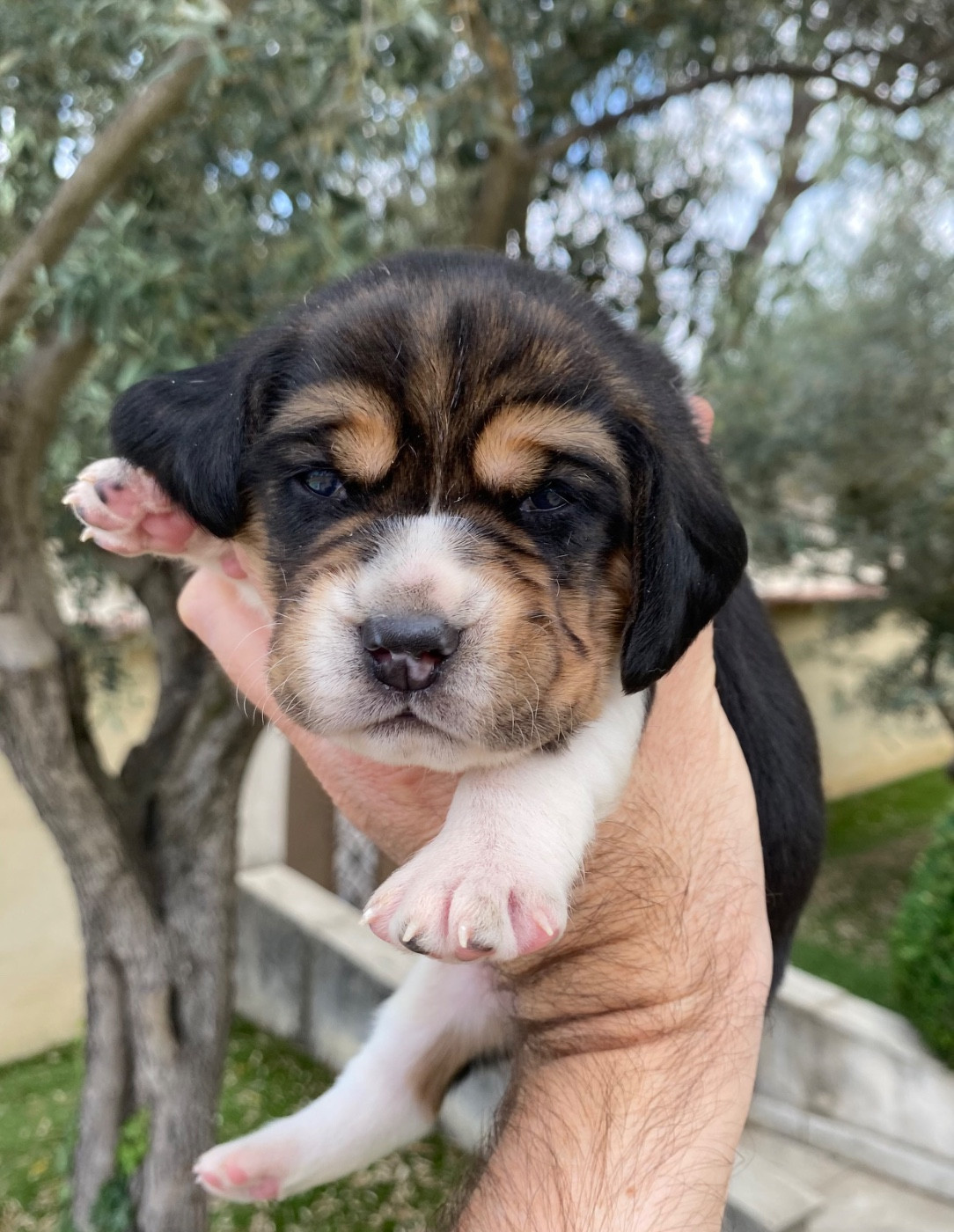 De Marcoutel - Chiots disponibles - Beagle