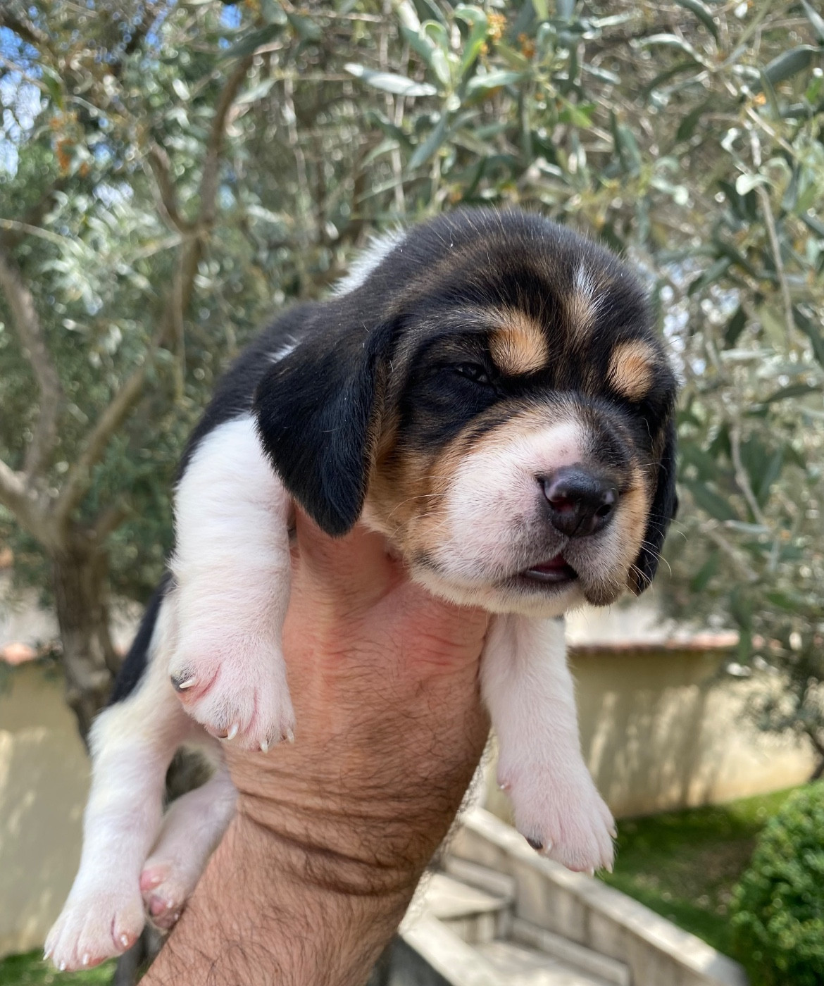 De Marcoutel - Chiots disponibles - Beagle