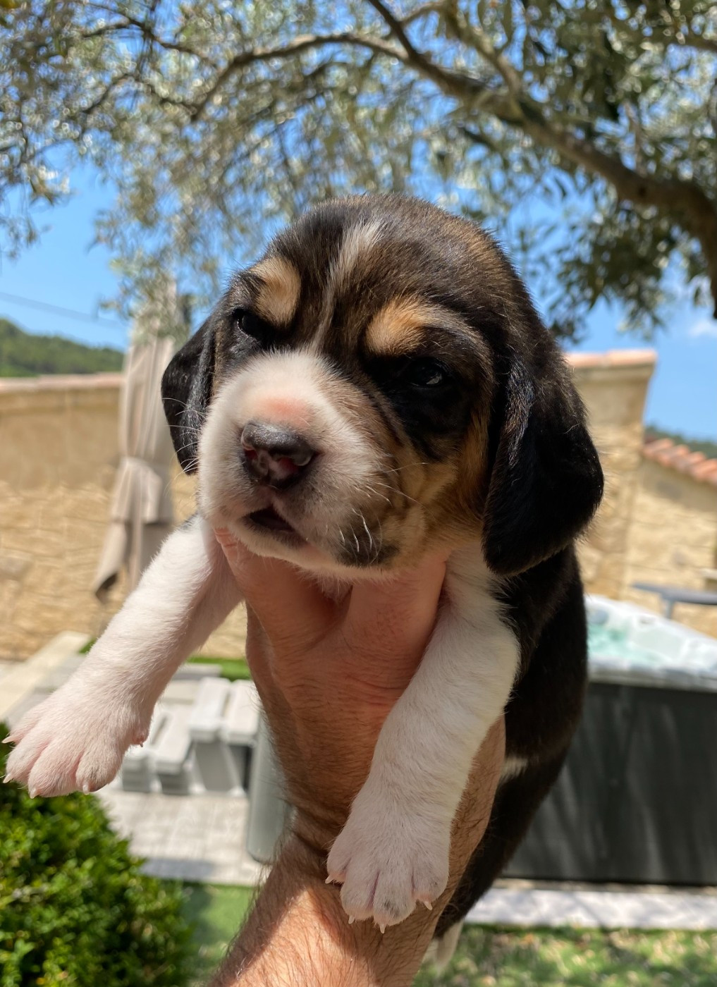 De Marcoutel - Chiots disponibles - Beagle