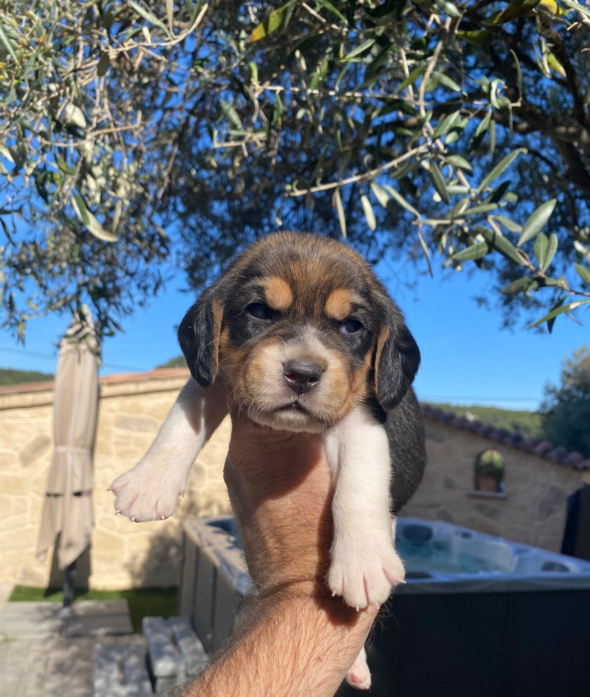 De Marcoutel - Chiots disponibles - Beagle