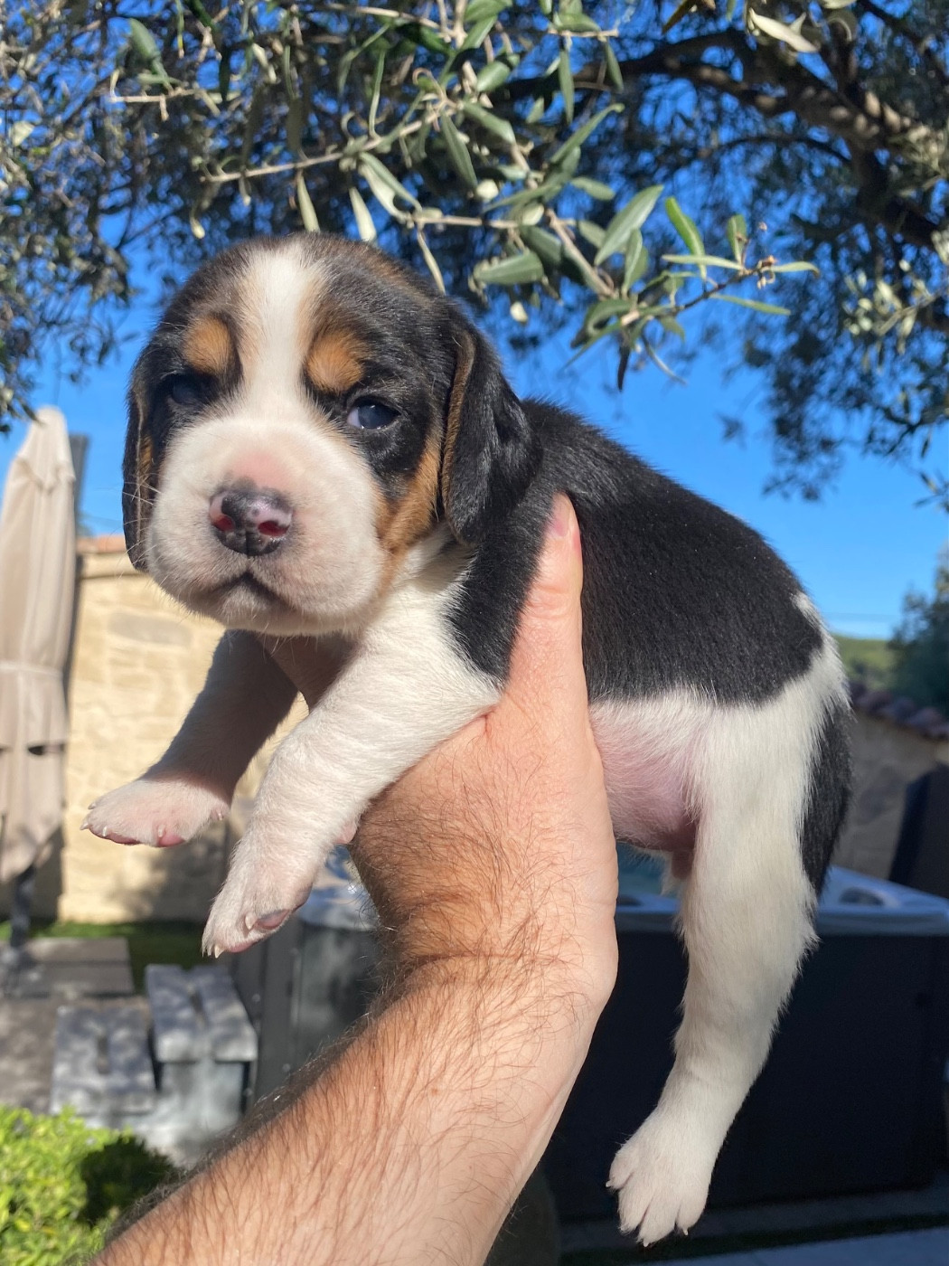 De Marcoutel - Chiots disponibles - Beagle